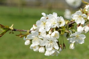 sfeerfoto's Domein Tombos