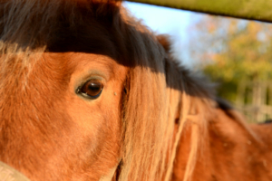 sfeerfoto's Domein Tombos